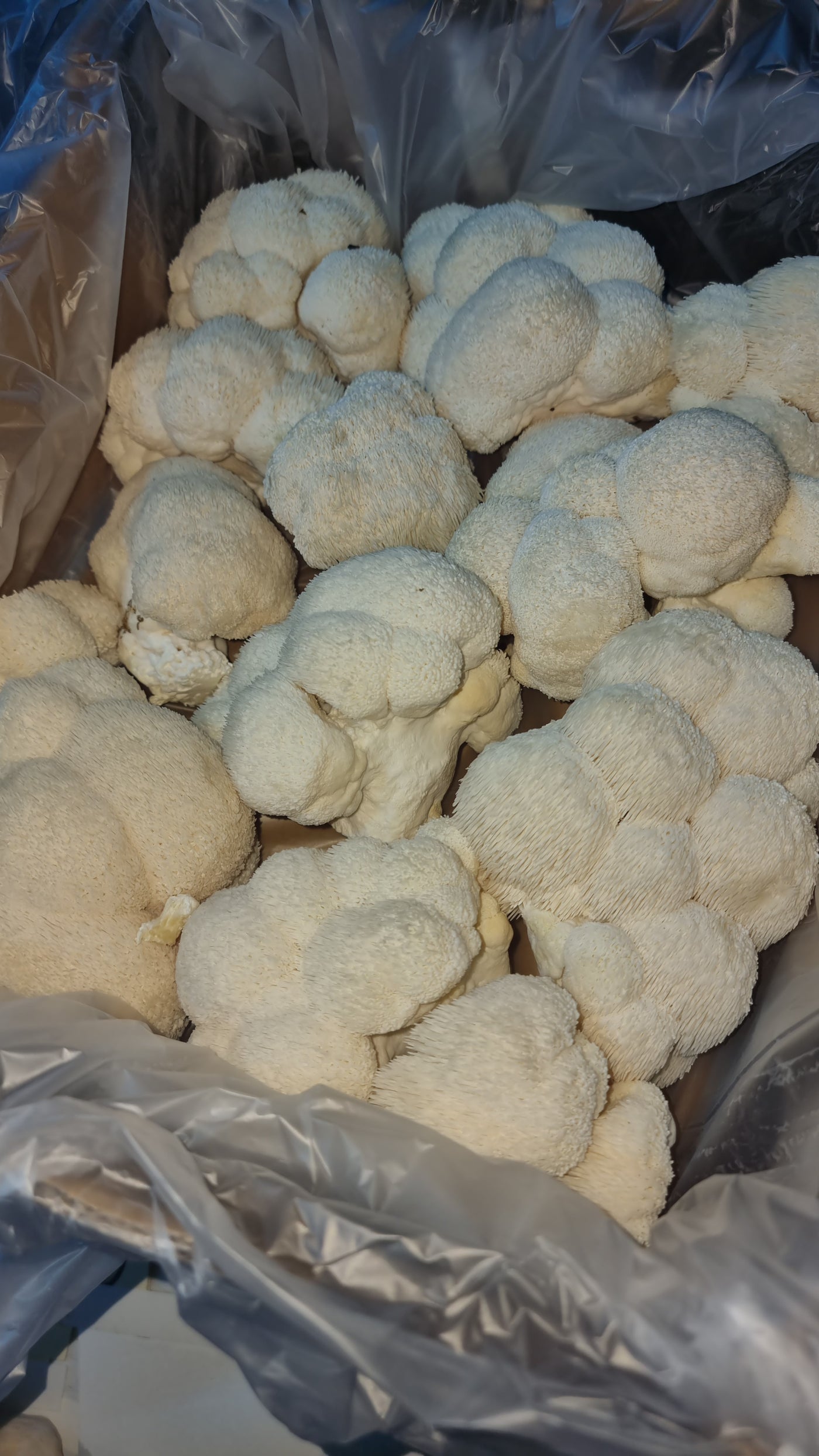 Lion's Mane