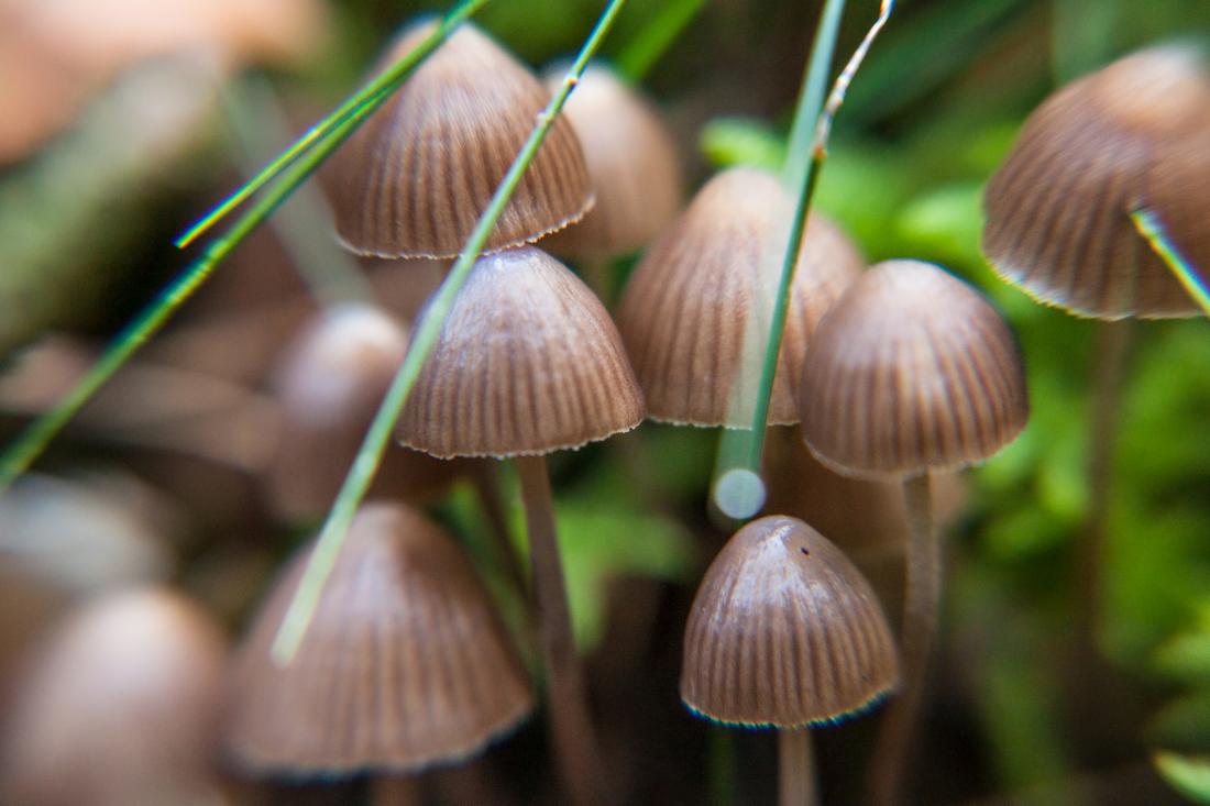 5 Amazing Health Benefits of Psilocybe Mushrooms - Xotic Mushrooms