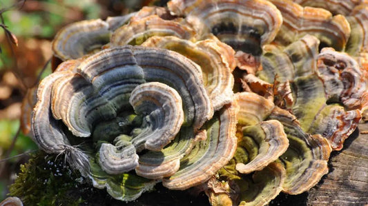 5 Health Benefits of Turkey Tail Mushrooms You Need to Know! - Xotic Mushrooms