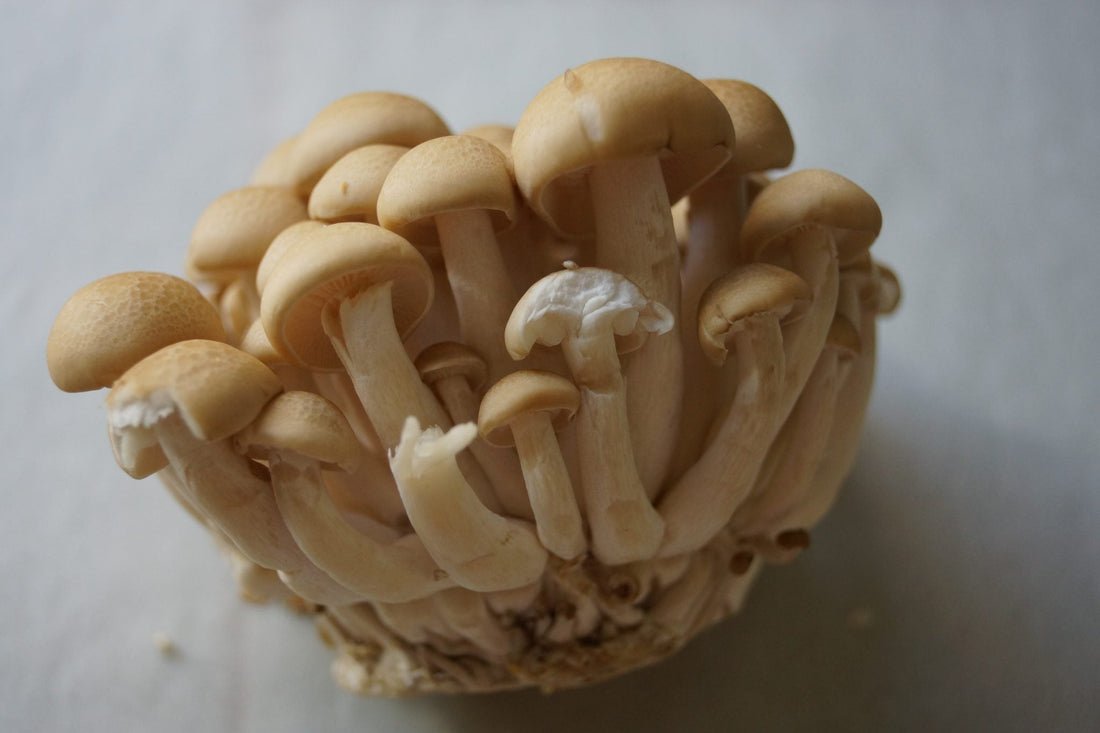 6 Benefits of Shimeji Mushrooms - The Magical Mushroom You Need to Try for Better Health - Xotic Mushrooms