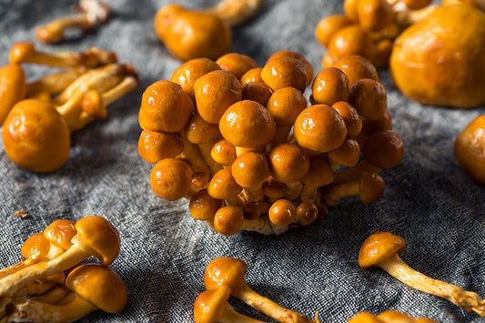 7 Interesting Benefits of Nameko Mushrooms That You May Not Know - Xotic Mushrooms