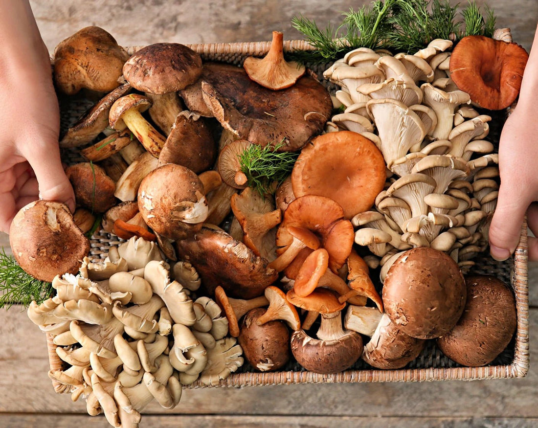 9 Best Mushroom Meat Substitutes - Xotic Mushrooms