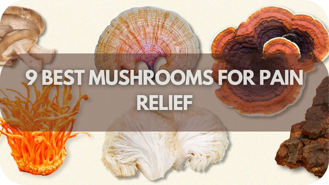 9 Best Mushrooms For Pain Relief: Risks, Tips & What To Avoid