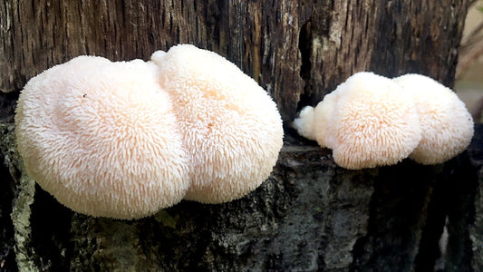 A Guide to Buying Lion's Mane Mushroom Products in Perth