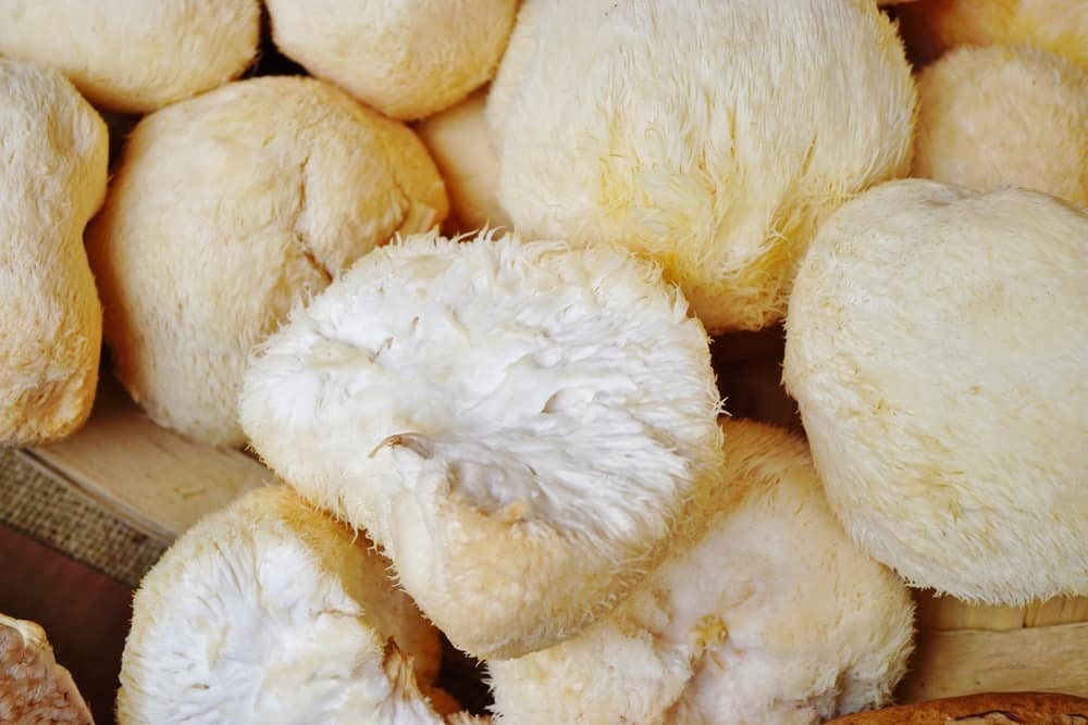 Lion’s Mane and Fitness: A Match Made in Heaven for Muscle Recovery