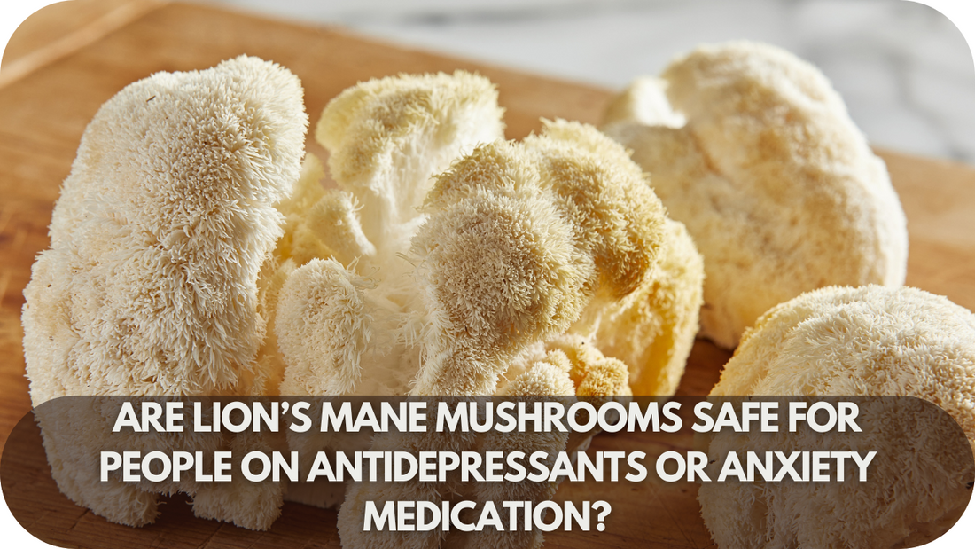 Are Lion’s Mane Mushrooms Safe for People on Antidepressants or Anxiety Medication?