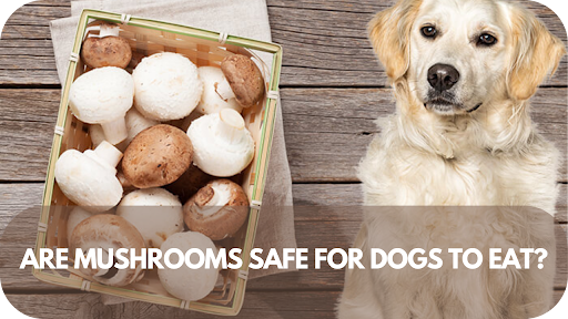 Are Mushrooms Safe for Dogs to Eat?