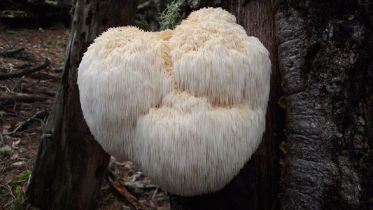 Lions Mane (Hericium coralloides)