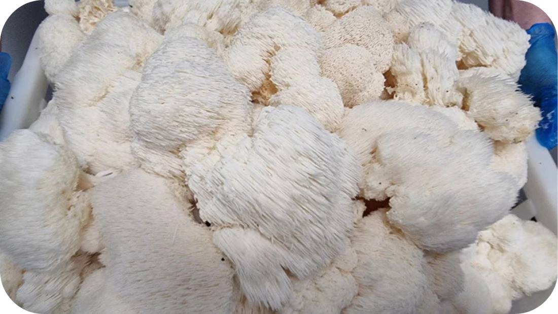 Fresh Lion’s Mane mushrooms with thick, shaggy white spines stacked together in a container, showing their soft texture and natural clustered form.