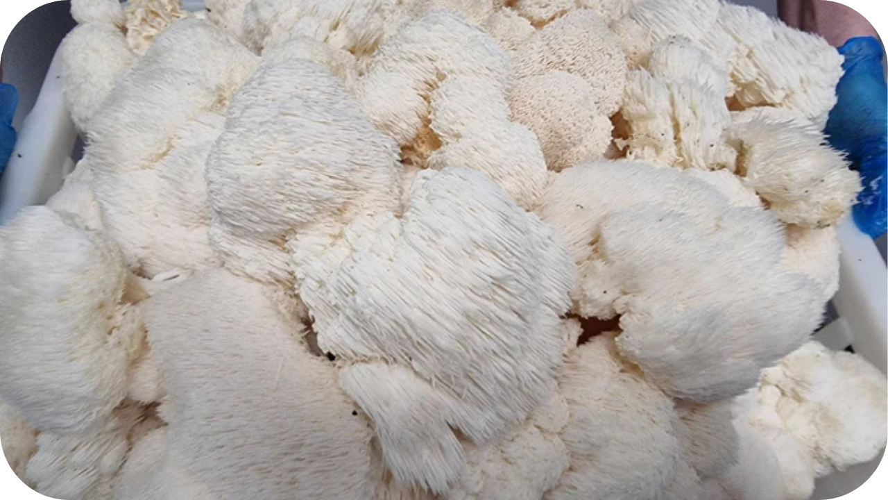 Fresh Lion’s Mane mushrooms with thick, shaggy white spines stacked together in a container, showing their soft texture and natural clustered form.