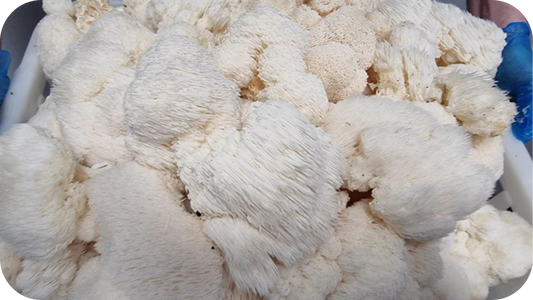 Fresh Lion’s Mane mushrooms with thick, shaggy white spines stacked together in a container, showing their soft texture and natural clustered form.
