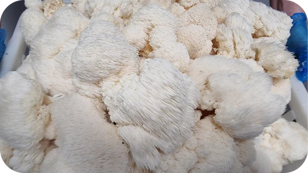 Benefits Of Lion’s Mane Mushrooms