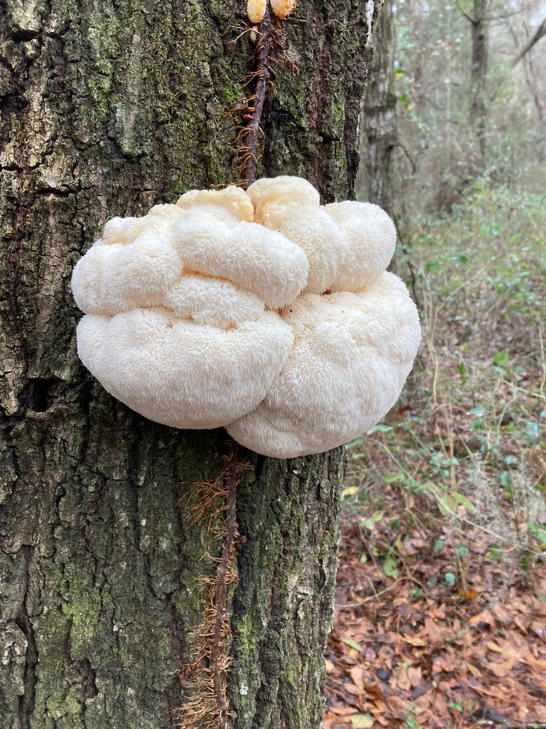 Best Places to Buy Lion's Mane Mushrooms in Sunshine Coast