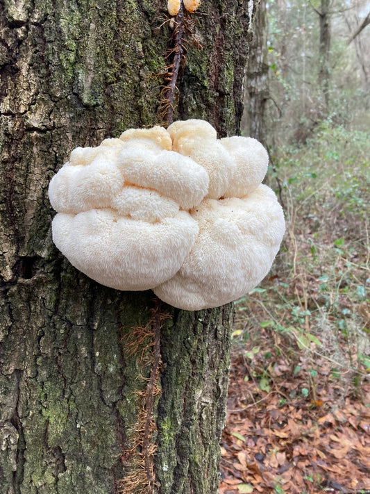 Best Places to Buy Lion's Mane Mushrooms in Sunshine Coast