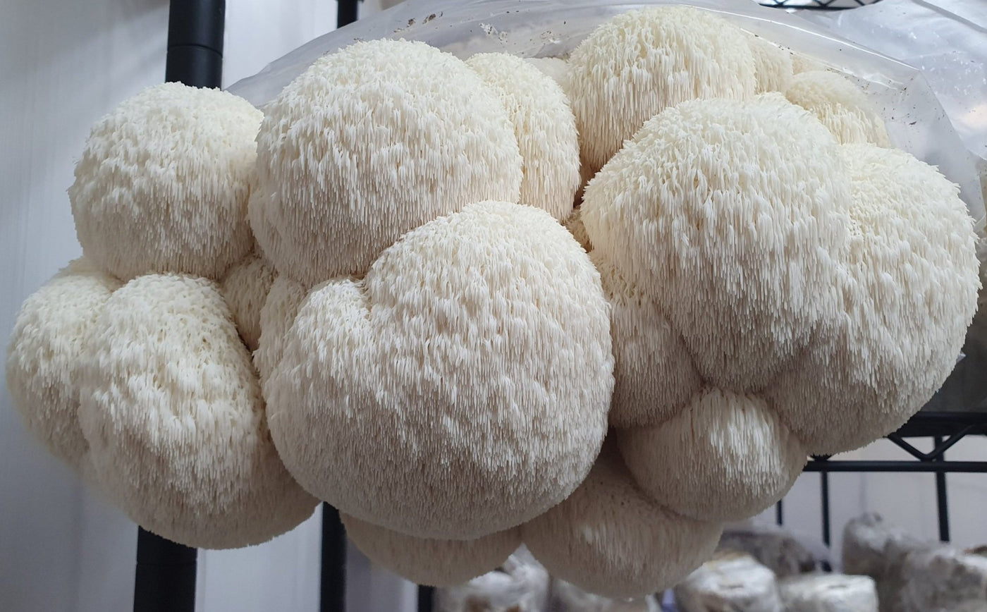 Best Retailers for Lion's Mane Mushroom Products in Toowoomba