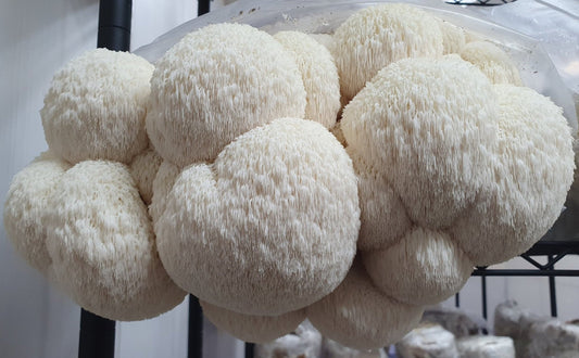 Best Retailers for Lion's Mane Mushroom Products in Toowoomba