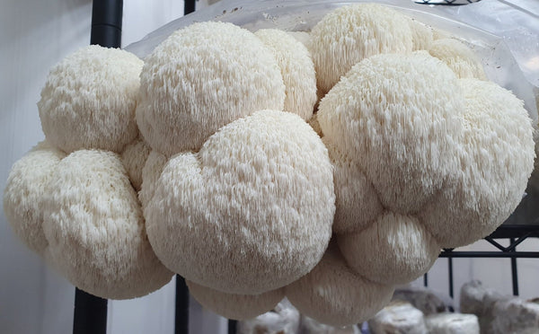 Best Retailers for Lion's Mane Mushroom Products in Toowoomba