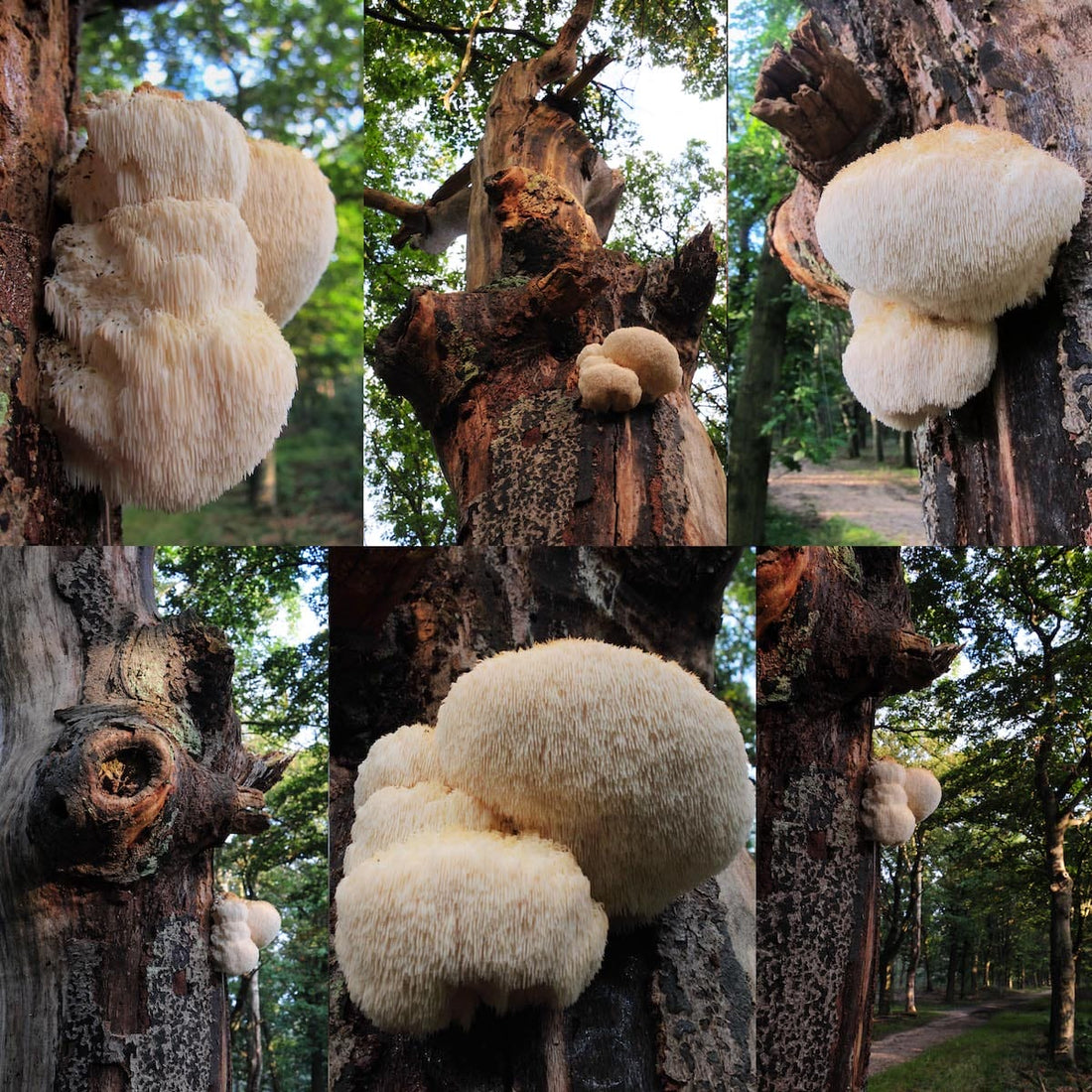 Best Retailers for Lion's Mane Mushrooms in Hobart