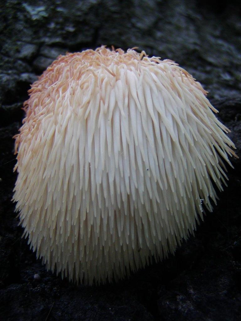 Best Shops for Fresh Lion's Mane Mushrooms in Brisbane