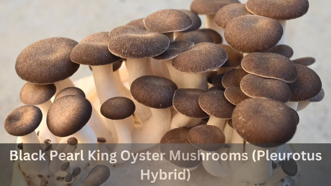 Black Pearl King Oyster Mushrooms (Pleurotus Hybrid)