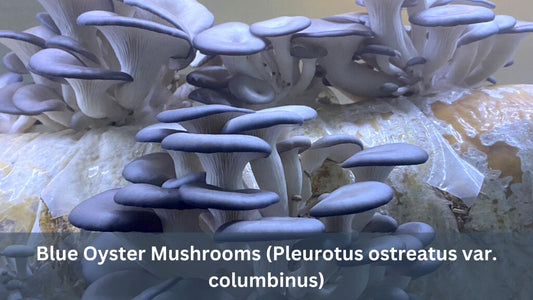Blue Oyster Mushrooms (Pleurotus ostreatus var. columbinus)