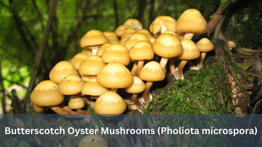 Butterscotch Oyster Mushrooms (Pholiota microspora)