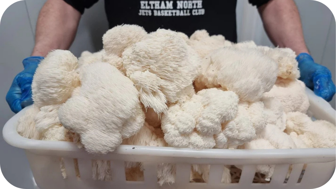  Close-up of freshly harvested Lion’s Mane mushrooms in a basket, showcasing their fluffy, white, and unique appearance with a person wearing blue gloves holding them.