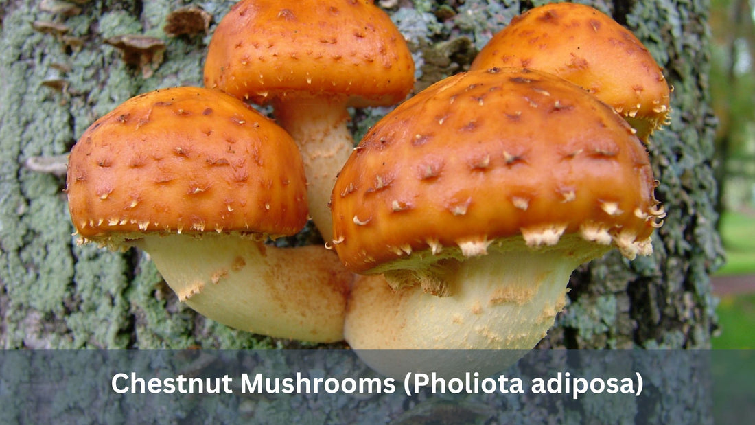 Chestnut Mushrooms (Pholiota adiposa)