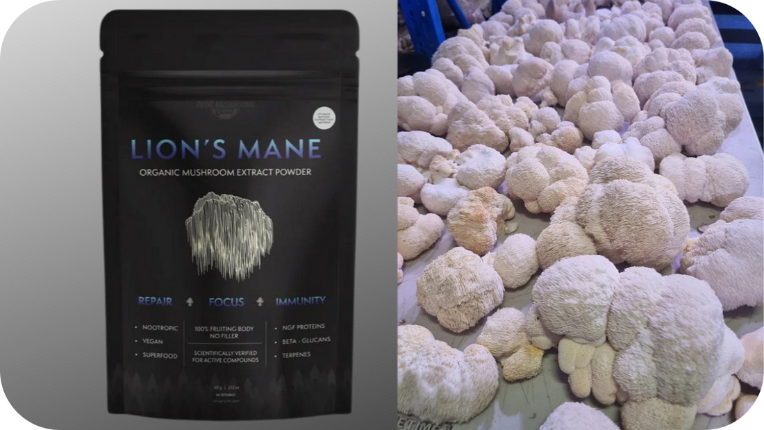 Comparing Lion's Mane Supplements Extracts Vs Whole Mushroom