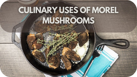 Culinary Uses of Morel Mushrooms