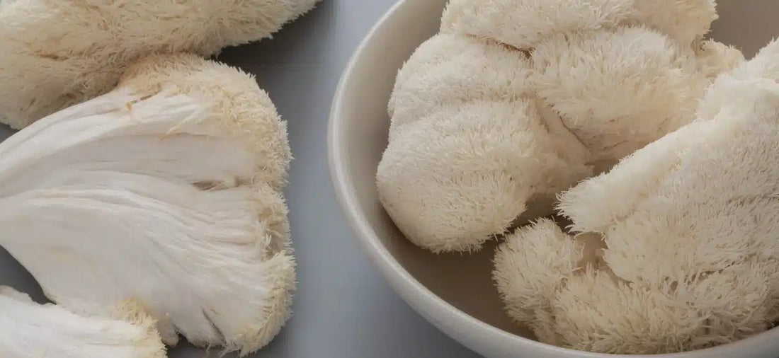 Comparing Lion’s Mane Supplements: Extracts vs. Whole Mushroom