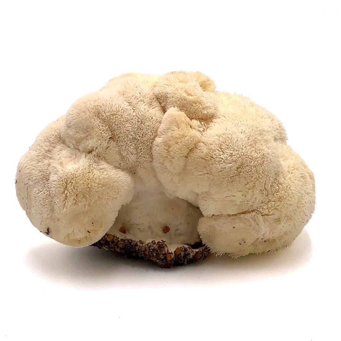 Finding Quality Lion's Mane Mushrooms and Powder in Darwin