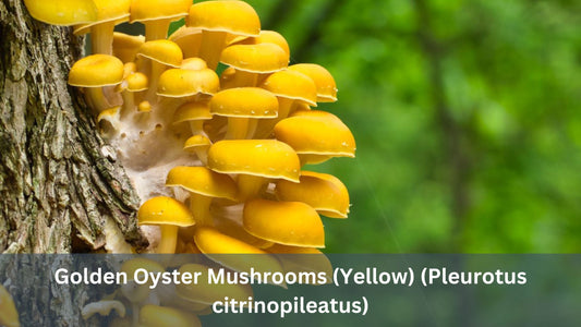 Golden Oyster Mushrooms (Yellow) (Pleurotus citrinopileatus)