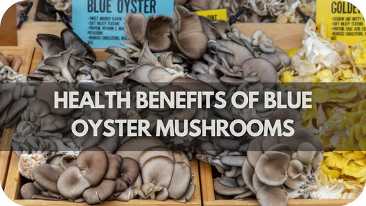 Health Benefits of Blue Oyster Mushrooms.