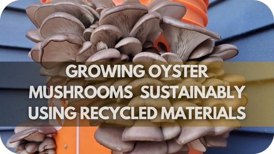 How Can Blue Oyster Mushrooms Be Grown Sustainably Using Recycled Materials?
