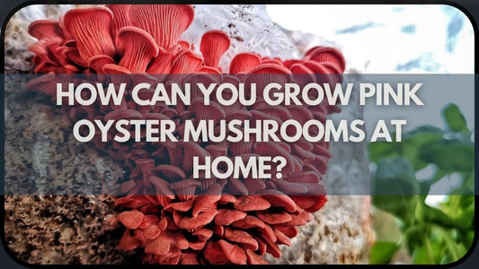 How Can You Grow Pink Oyster Mushrooms at Home?