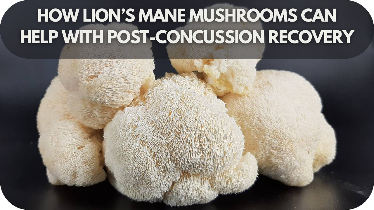 How Lion’s Mane Mushrooms Can Help with Post-Concussion Recovery