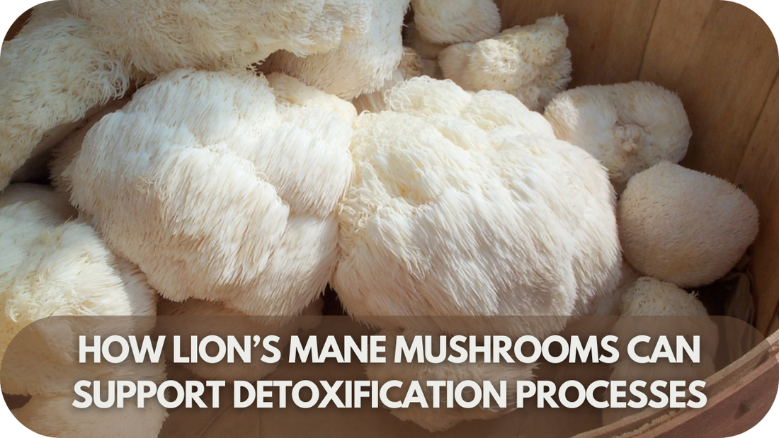 How Lion’s Mane Mushrooms Can Support Detoxification Processes