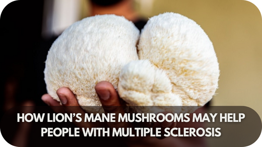 How Lion’s Mane Mushrooms May Help People with Multiple Sclerosis