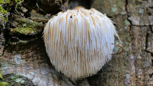 How Lion’s Mane Mushrooms Support Gut Health and Why It Matters