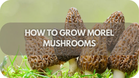 How To Successfully Grow Morel Mushrooms: Tips and Secrets Revealed!