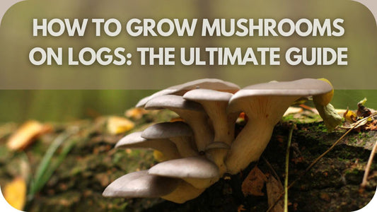 How To Grow Mushrooms On Logs: The Ultimate Guide