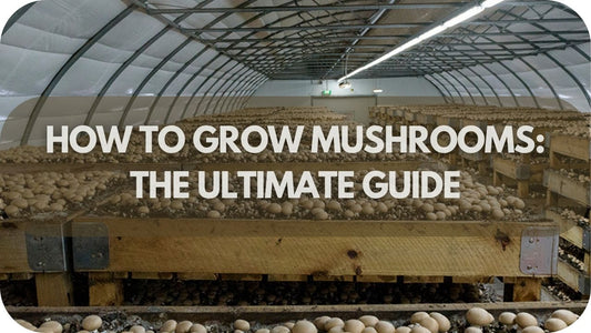 How To Grow Mushrooms: The Ultimate Guide