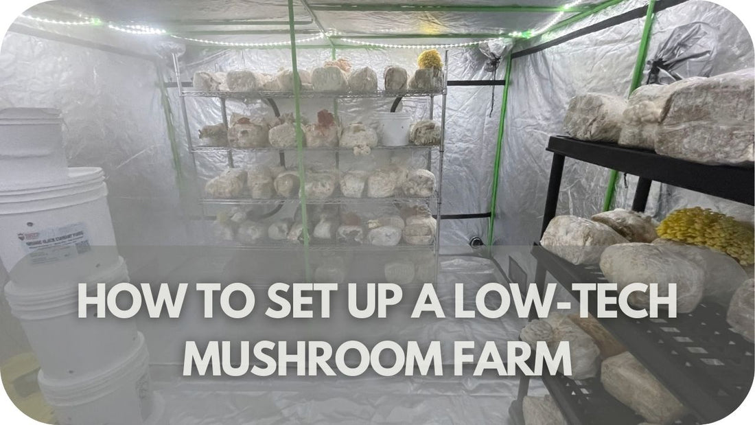 How To Set Up A Low-Tech Mushroom Farm