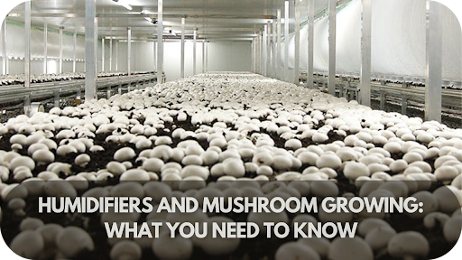 Humidifiers and Mushroom Growing: What You Need to Know