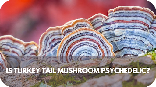 Is Turkey Tail Mushroom Psychedelic? The Truth Revealed!