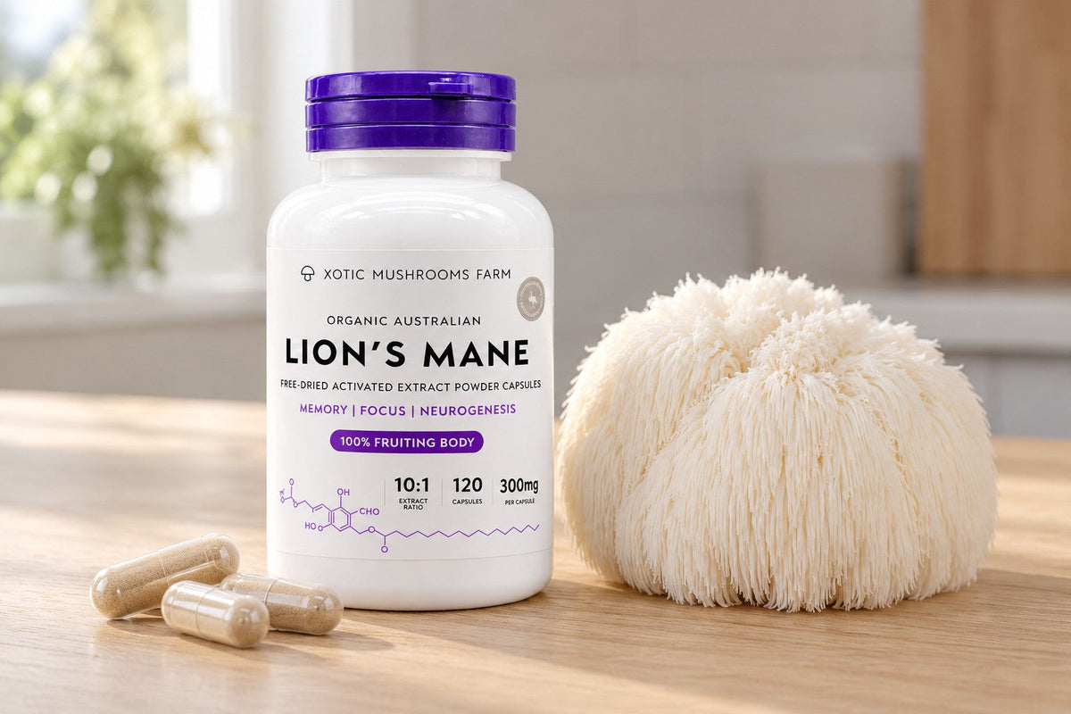 lions mane capsules beside a fresh Lion's Mane fruiting body