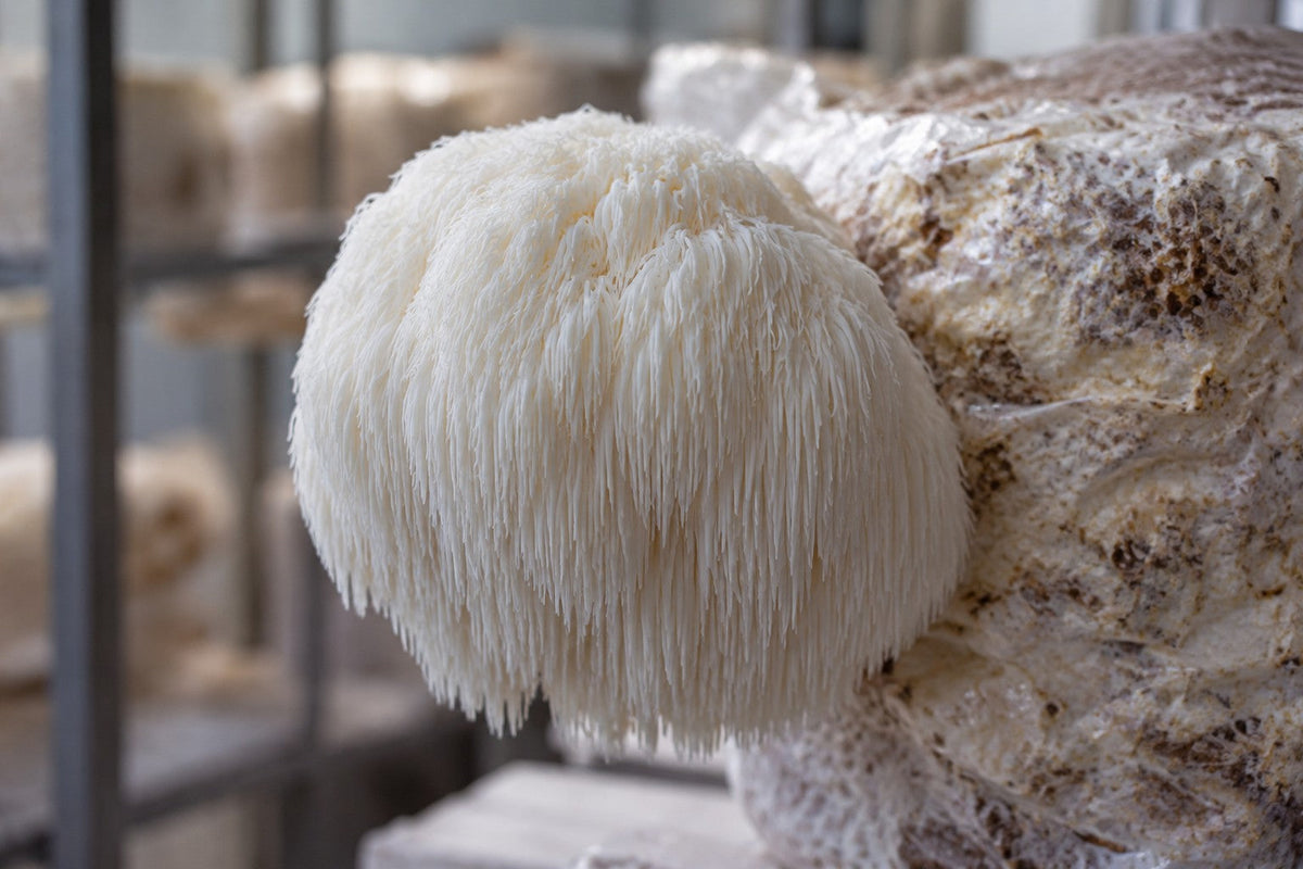 Illustrative Lion’s Mane mushroom growing from a hardwood substrate block.
