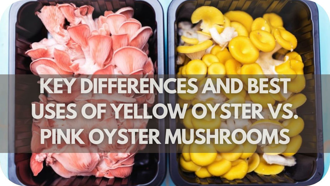 What Are the Key Differences and Best Uses of Yellow Oyster vs. Pink Oyster Mushrooms?