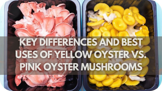 What Are the Key Differences and Best Uses of Yellow Oyster vs. Pink Oyster Mushrooms?